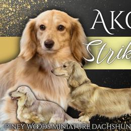 Striker - Dachshund