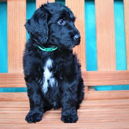 Goldendoodle Puppies from Warren Doodles