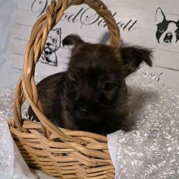 Mr Gray - Red brindle male Cairn Terrier puppy in Savannah, Missouri from WoodSchott Cairn Terriers