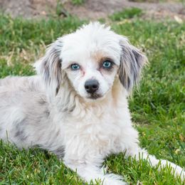 MACEY - Australian Shepherd