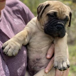 Bullmastiff Puppies from Amulet Bullmastiffs