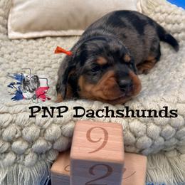 Dil - Dapple male Dachshund puppy in Ben Wheeler, Texas from P&P Dachshunds