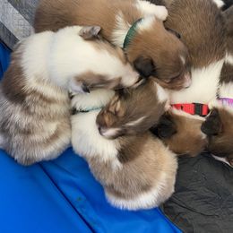 Shetland Sheepdog Puppies from Clark Kennel Shelties