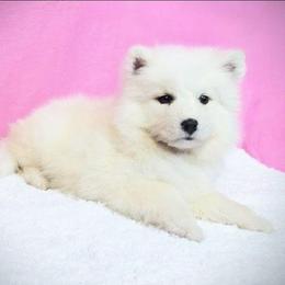 Haven - White female Samoyed puppy in Durant, Oklahoma from OrangeLine Samoyeds