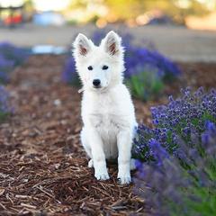 Aspen - German Shepherd