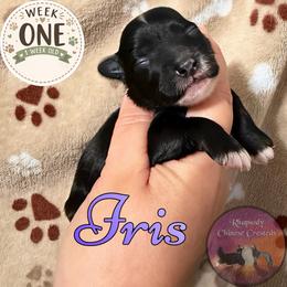 Iris - Black and white female Chinese Crested puppy in Sweet Home, Oregon from Rhapsody Poodles & Cresteds
