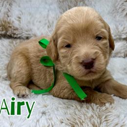 Airy - Caramel red male Australian Labradoodle puppy in Upland, California from Kings Labradoodles