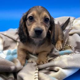 Shaded Cream Male 3 - Cream male Dachshund puppy in Spanaway, Washington from 11 Oaks Kennels