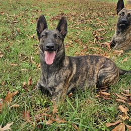 Scarlett - Dutch Shepherd