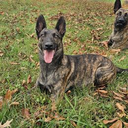 Scarlett - Dutch Shepherd