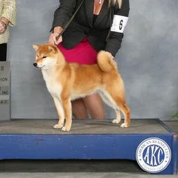 Toshiko - Shiba Inu