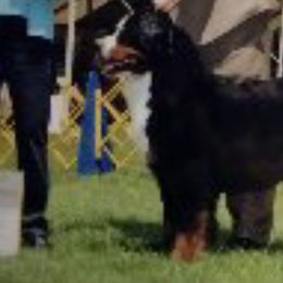 Bernese Mountain Dogs from Bellamato