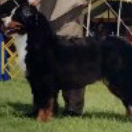 Bernese Mountain Dogs from Bellamato