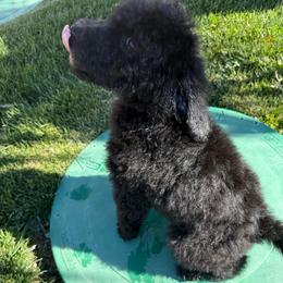 Midnight - Black male Poodle puppy in Hesperia, California from Whitesock Standard Poodles
