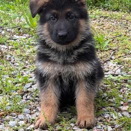 White collar - Black and red male German Shepherd puppy in Pana, Illinois from von Fenja German Shepherd Dogs