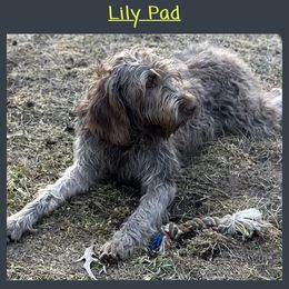 Lily - Wirehaired Pointing Griffon
