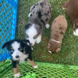 Miniature Australian Shepherds from WiggleButt Aussies