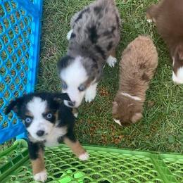 Miniature Australian Shepherds from WiggleButt Aussies