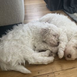 Lagotto Romagnolo puppies from CreekSide Lagotto