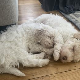 Lagotto Romagnolo puppies from CreekSide Lagotto