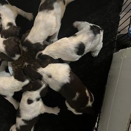 English Springer Spaniel and Shetland Sheepdog Puppies from 2 Hills Springers & Eiryk Shelties