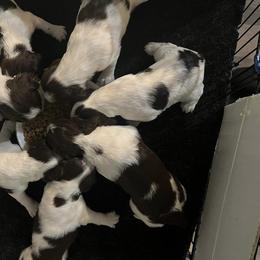 English Springer Spaniel and Shetland Sheepdog Puppies from 2 Hills Springers & Eiryk Shelties