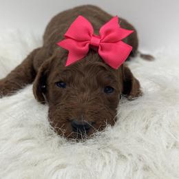 Dark Pink Girl - Red  female Goldendoodle puppy in Waskom, Texas from Pearls & Curls doodles & poodles