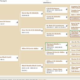 Boy 1 - Black and rust male Doberman Pinscher puppy in Shrewsbury, Massachusetts from Di Nonno Dobermann