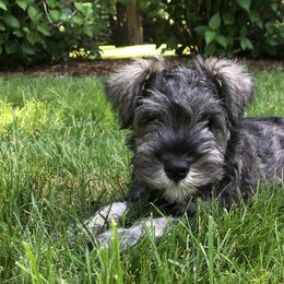 Miniature Schnauzers from Sweet and Spicy Miniature Schnauzers