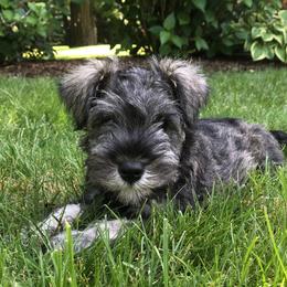 Miniature Schnauzers from Sweet and Spicy Miniature Schnauzers
