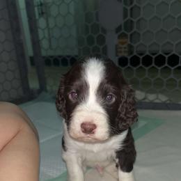 Light green boy - White and liver male English Springer Spaniel puppy in Lufkin, Texas from Shifletknight Springer Spaniels