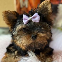 Vivian - Black and tan female Yorkshire Terrier puppy in Jacksonville, Florida from TLJ Choco Yorkie Love