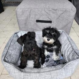 Australian Shepherd, Miniature Australian Shepherd, and Miniature Schnauzer Puppies from Rocky Mountain Aussies