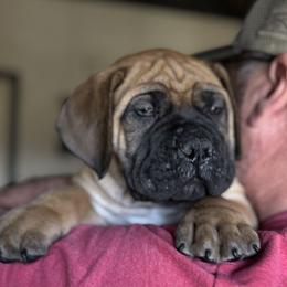 Navy blue collar male - Fawn male Boerboel puppy in Bon Aqua, Tennessee from Erickson Ranch Boerboels