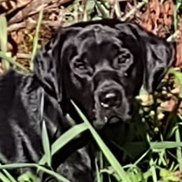 Lou - Dilute Retriever
