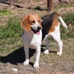Bonnie - Beagle