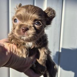 AKC Yuki - Silver female Chihuahua puppy in Silver Summit, Utah from Snow Peak Kennel