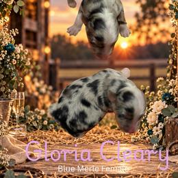 Gloria - Blue merle female Miniature Australian Shepherd puppy in Oronogo, Missouri from Dutton's Show Me Farms