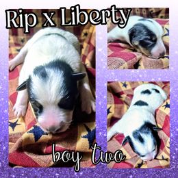 Boy 2 - Blue male Australian Cattle Dog puppy in Fife Lake, Michigan from Kurczak Farm LLC