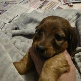 Twix - Shaded Red Boy - Red male Dachshund puppy in Pueblo, Colorado from HotDachs
