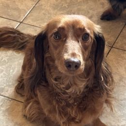 Freida - Dachshund