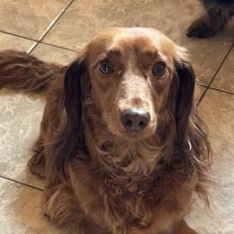Freida - Dachshund