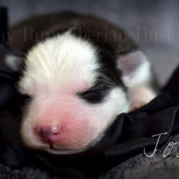 José - Black and white male Siberian Husky puppy in Addison, Michigan from Gray Run Siberian Huskies