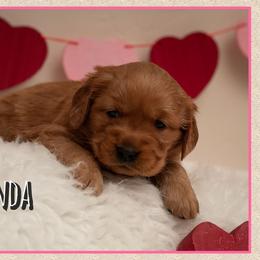 Galinda - Dark golden female Golden Retriever puppy in Driggs, Idaho from SK Golden Retrievers