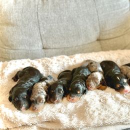 Bernedoodle puppies from Coco Avenue Pups