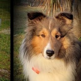 Ginger - Shetland Sheepdog