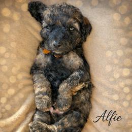 Alfie - Wheaten male Whoodle puppy in Knoxville, Tennessee from Fleury Farm Doodles TN