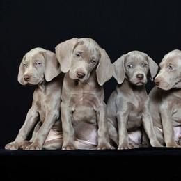 Weimaraner Puppies from About Time Weimaraners