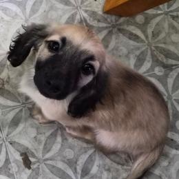 Bandit - Cream male Dachshund puppy in Windom, Minnesota from Wyrmhund Dachshunds