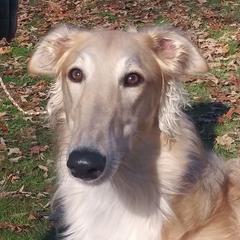 Borzoi All Grown Up from Avalon